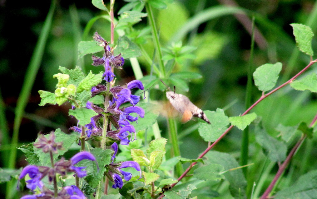 Macroglossum stellatarum - kacsafarkú szender