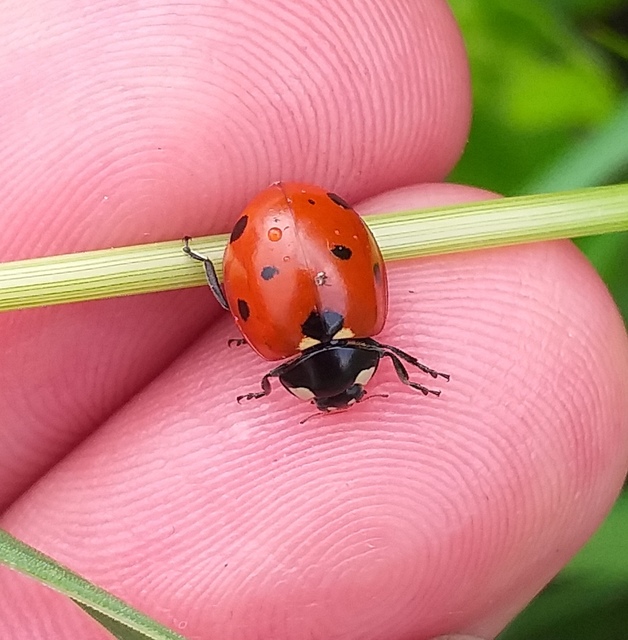 Coccinella septempunctata - hétpettyes katica