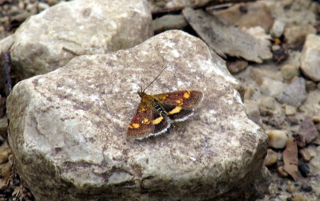Pyrausta aurata - aranyló bíbormoly
