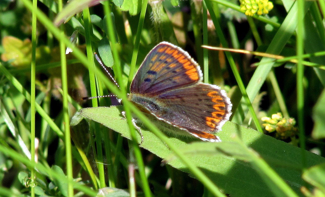 Lycaena tityrus - barna tűzlepke