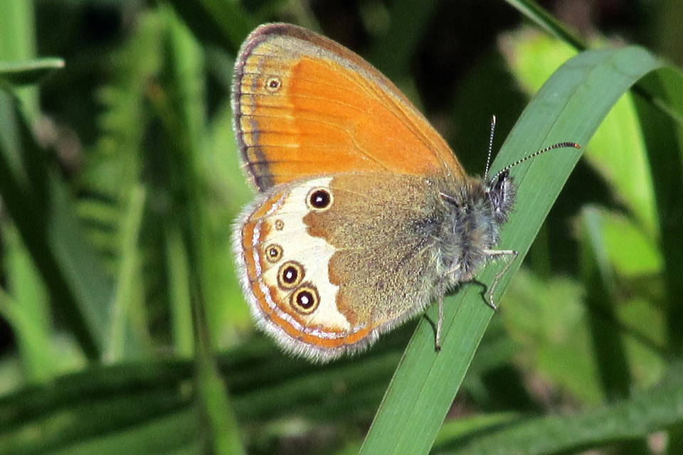 Coenonympha arcania - fehéröves szénalepke