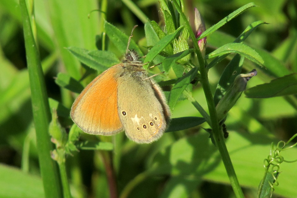 Coenonympha glycerion - közönséges szénalepke