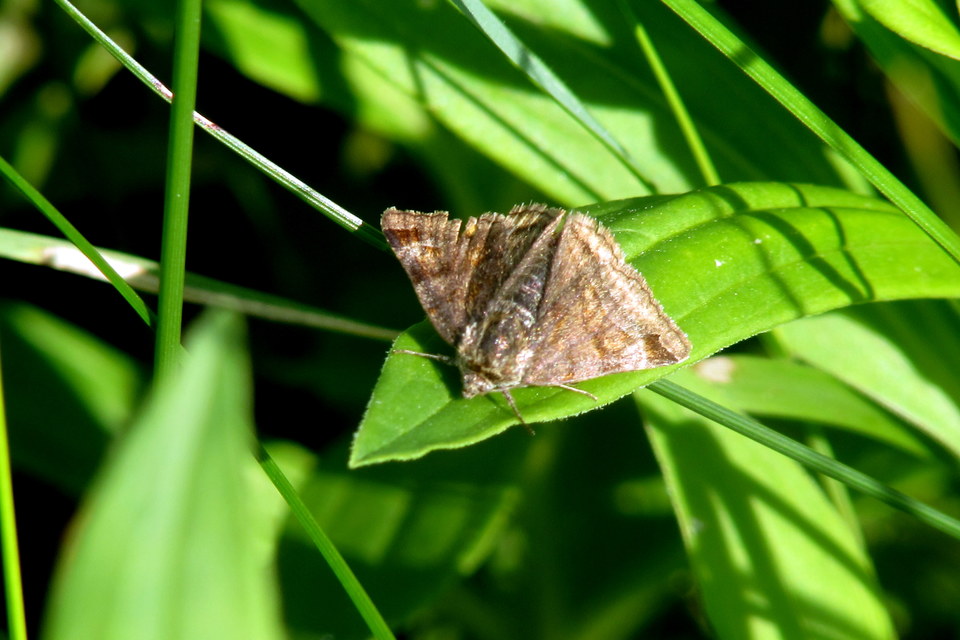 Euclidia glyphica - közönséges nappalibagoly