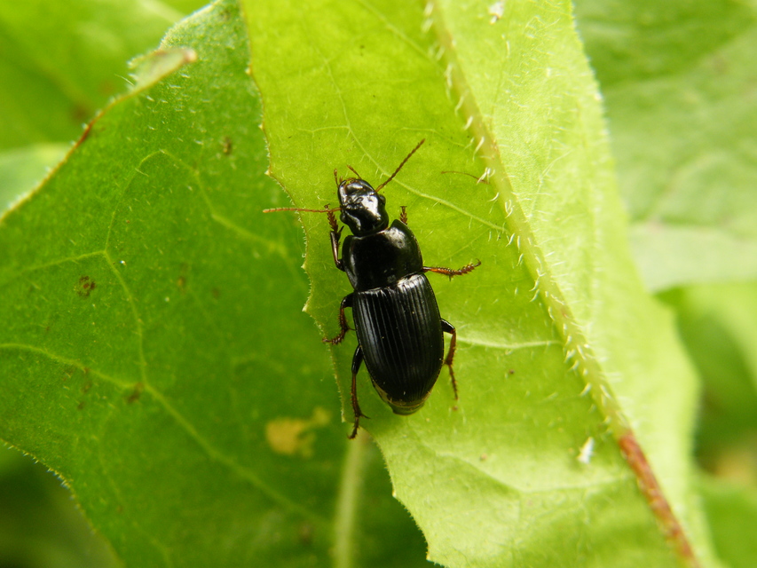 Harpalus tardus - ligeti lomhafutó