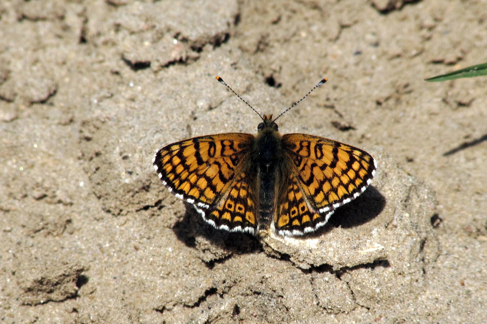 Melitaea cinxia - réti tarkalepke