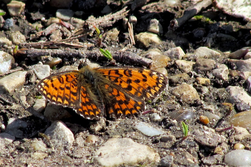 Melitaea trivia - kis tarkalepke