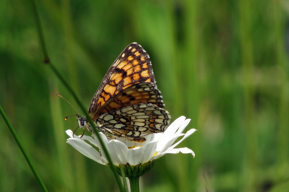 Melitaea athalia - közönséges tarkalepke