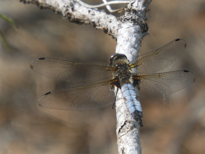 Libellula fulva - kisfoltos laposacsa