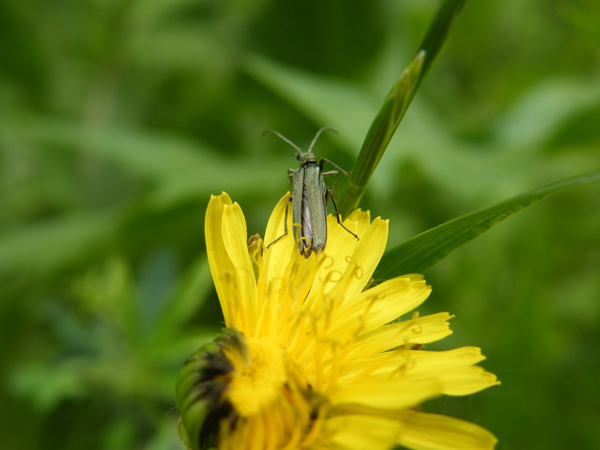 Oedemera