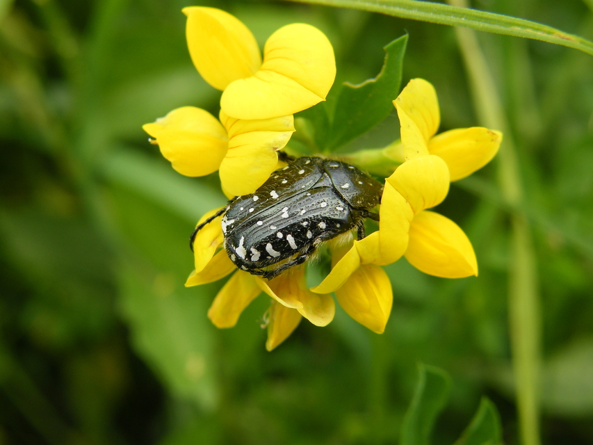 Oxythyrea funesta - sokpettyes virágbogár