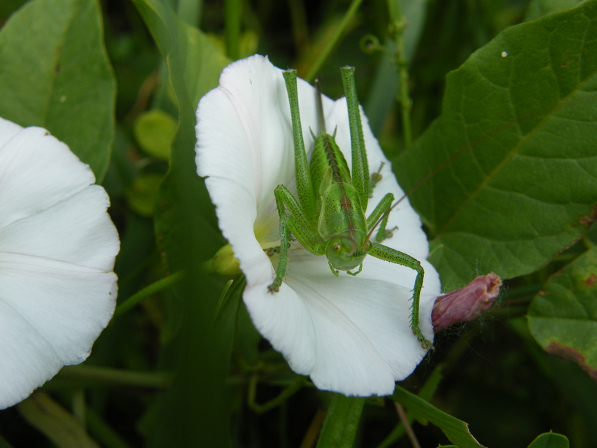 Tettigonia