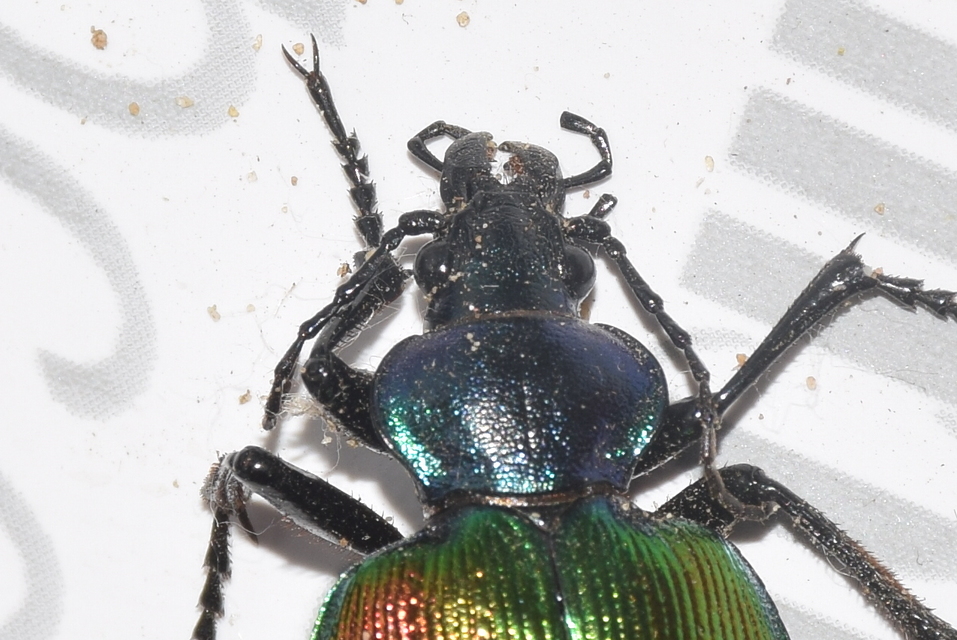 Calosoma sycophanta - aranyos bábrabló