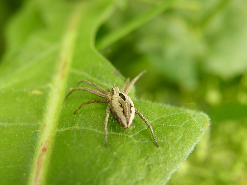Thanatus formicinus - bársonysávos karolópók