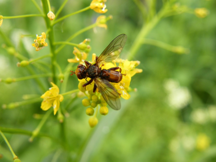Sicus