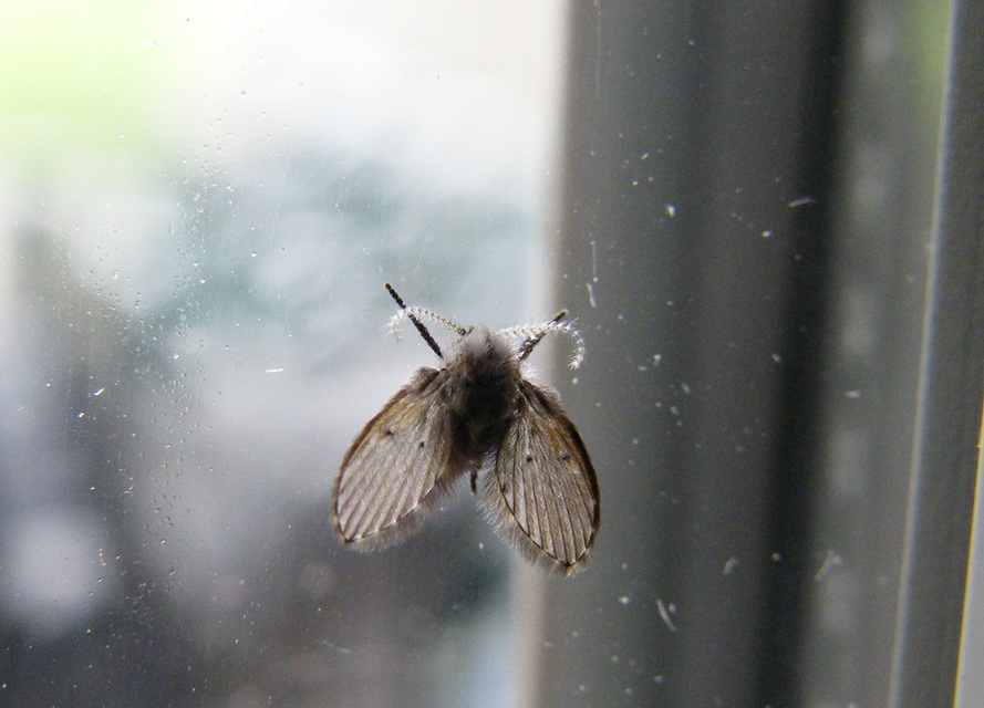 Clogmia albipunctata