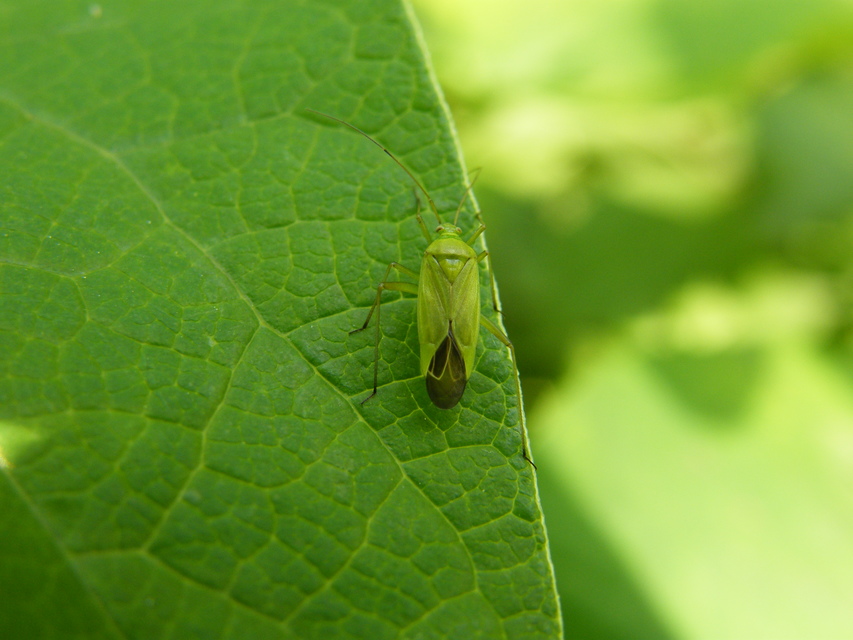 Calocoris affinis
