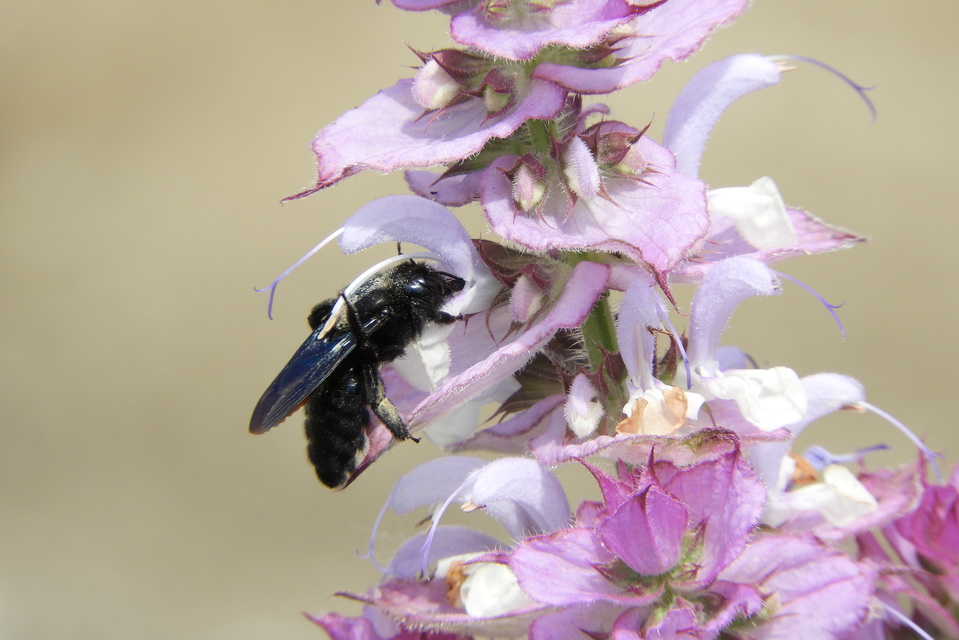 Xylocopa valga - gyakori fadongó