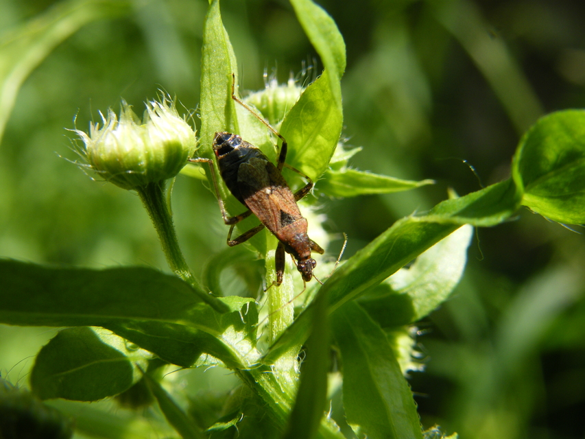 Himacerus mirmicoides - csalán-tolvajpoloska