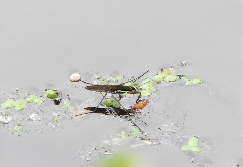 Gerridae - molnárpoloskák