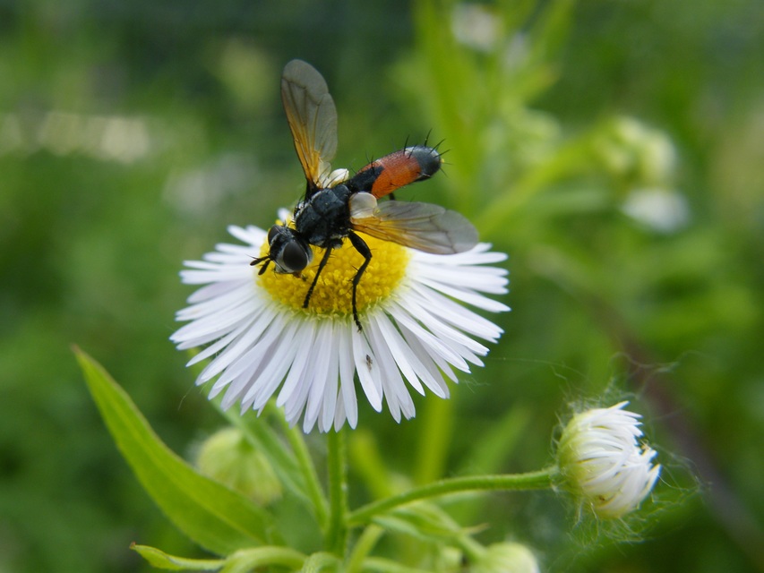 Cylindromyia