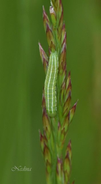 Amphipyra tragopoginis - bakszakállbagoly