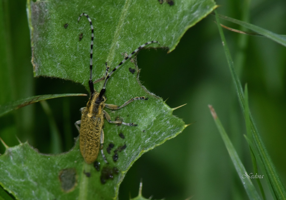 Agapanthia villosoviridescens - fehérgyűrűs bogáncscincér