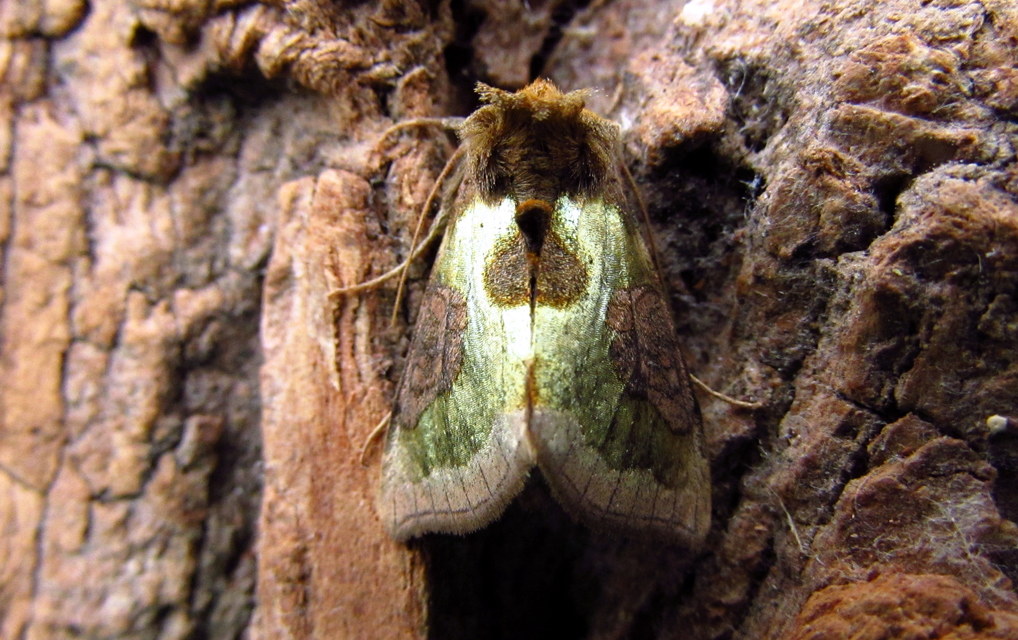 Diachrysia chrysitis/stenochrysis