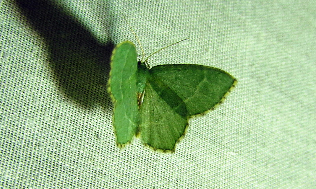 Hemithea aestivaria - nyír-zöldaraszoló