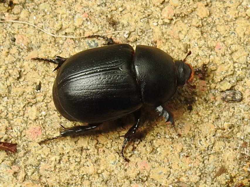 Pentodon idiota - butabogár