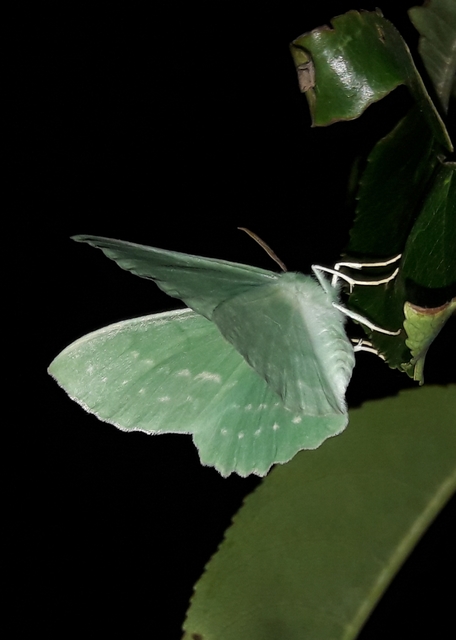 Geometra papilionaria - nagy zöldaraszoló
