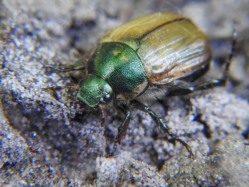 Anomala dubia - kis fináncbogár