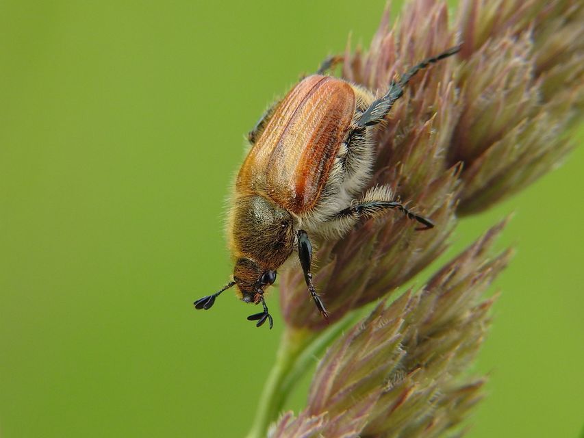 Chaetopteroplia segetum - rozsszipoly