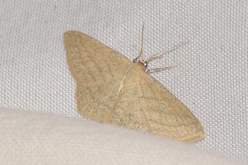 Scopula virgulata - vesszős sávosaraszoló