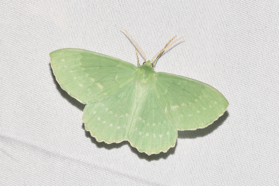 Geometra papilionaria - nagy zöldaraszoló