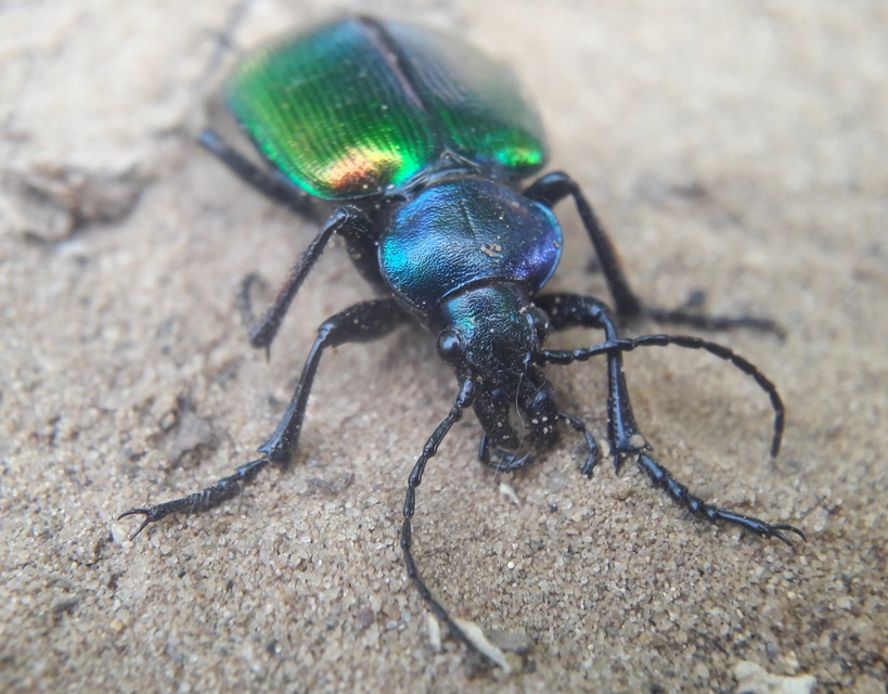 Calosoma sycophanta - aranyos bábrabló