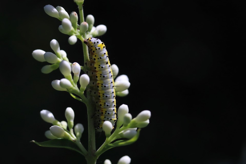 Diloba caeruleocephala - őszi kékesbagoly