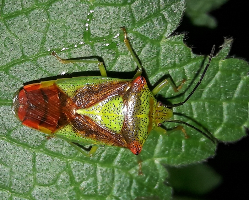 Acanthosoma haemorrhoidale - nagy dajkapoloska Acanthosoma haemorrhoidale - nagy dajkapoloska