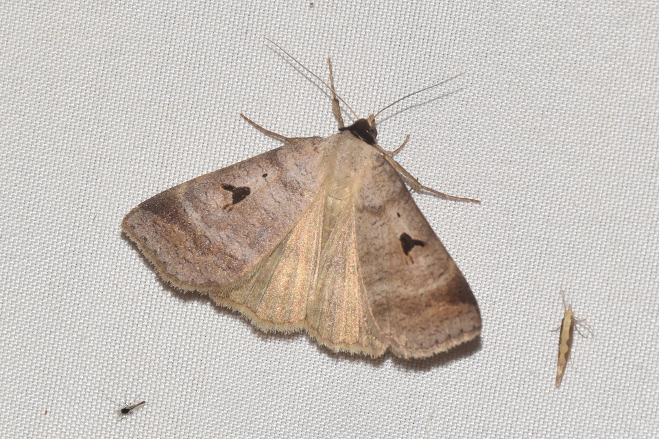 Lygephila pastinum - közönséges csüdfűbagoly