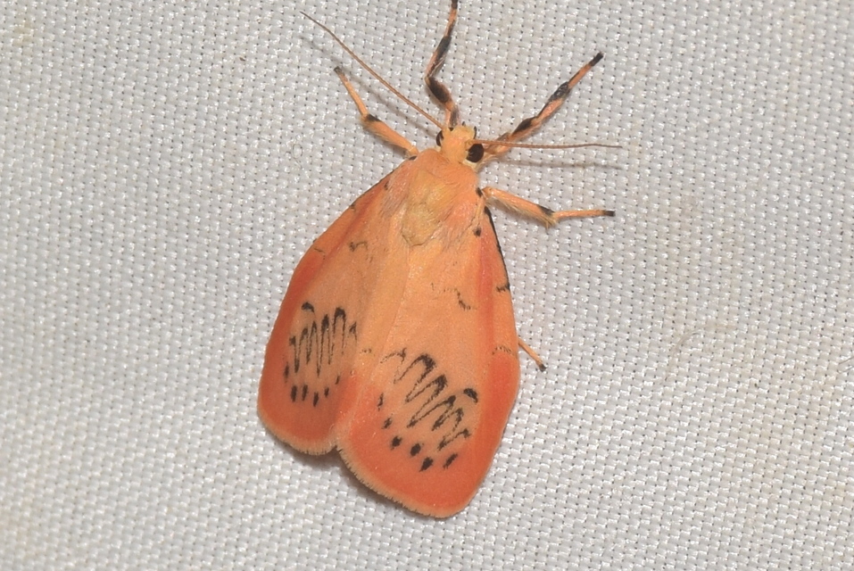 Miltochrista miniata - piros medvelepke