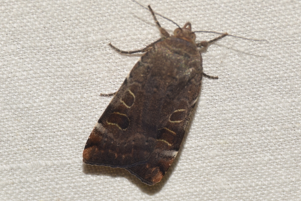 Noctua interposita - köztes sárgafűbagoly