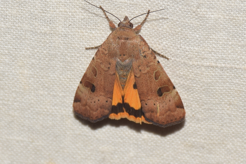 Noctua interposita - köztes sárgafűbagoly