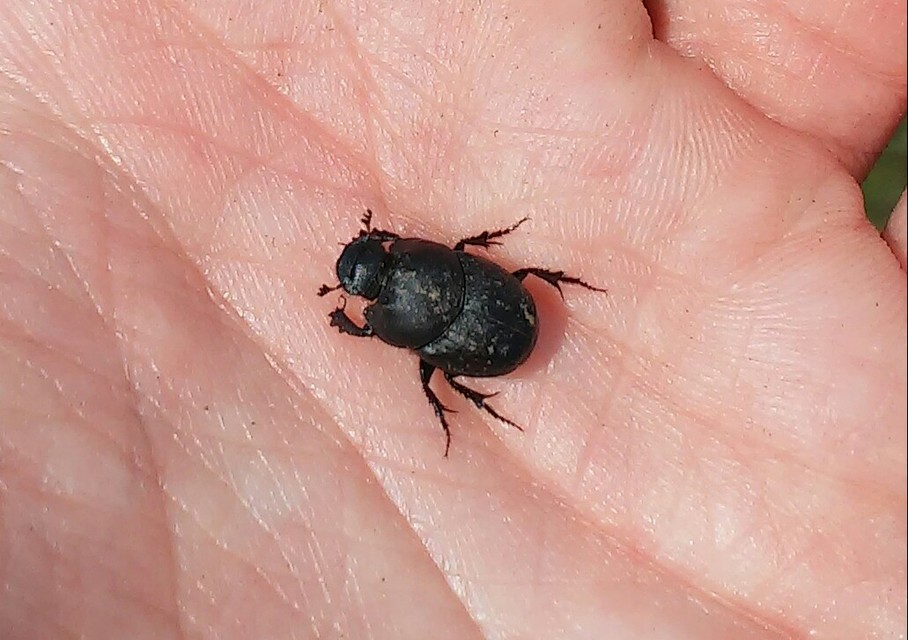 Onthophagus vitulus - ürgevendég trágyatúró