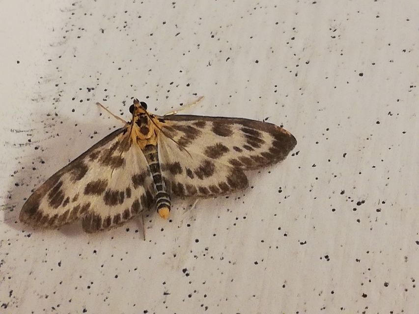 Anania hortulata - tarka csalánmoly
