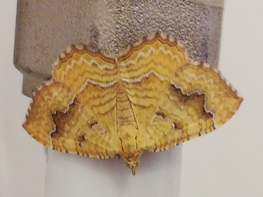 Camptogramma bilineata - kétvonalas sávosaraszoló