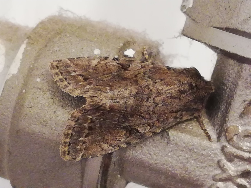 Apterogenum ypsillon - ipszilon-erdeibagoly