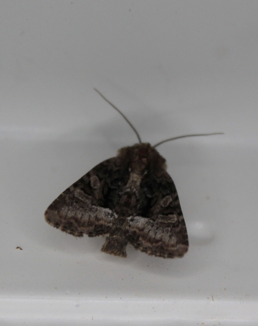 Oligia strigilis - kormos dudvabagoly