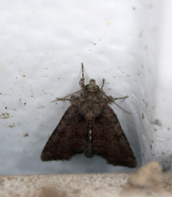 Parastichtis suspecta - sötét erdeibagoly
