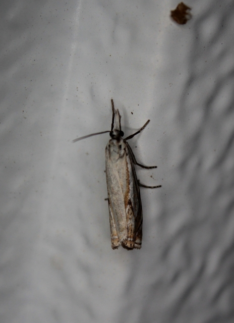 Crambus lathoniellus - mezei fűgyökérmoly