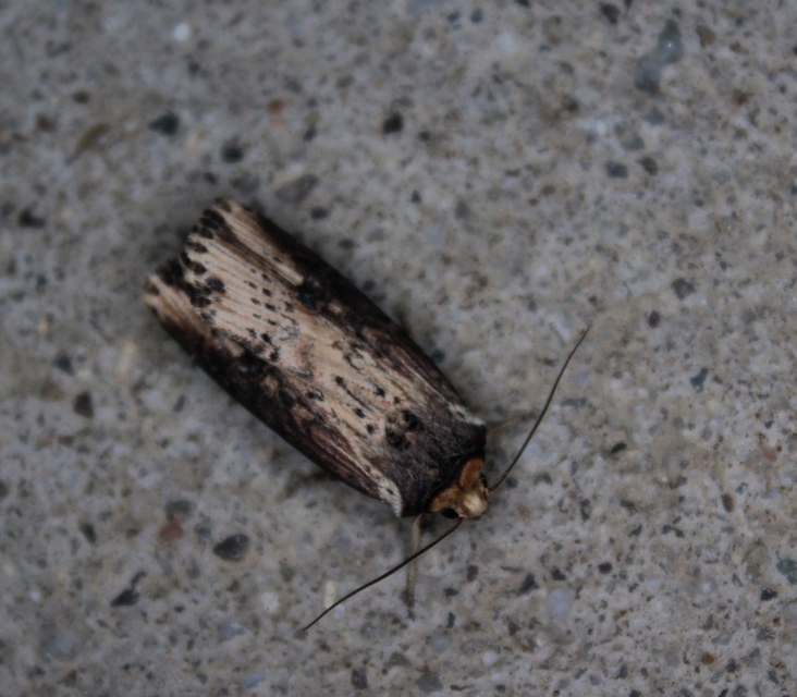 Axylia putris - vonalkás földibagoly
