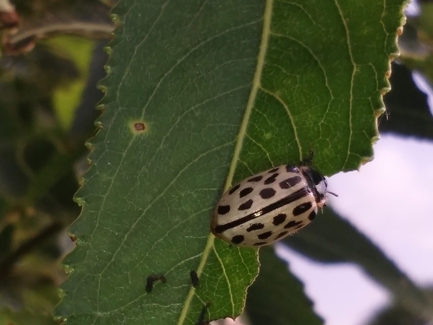 Chrysomela vigintipunctata - húszfoltos fűzlevelész Chrysomela vigintipunctata - húszfoltos fűzlevelész